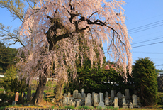 橋都家墓地の枝垂桜