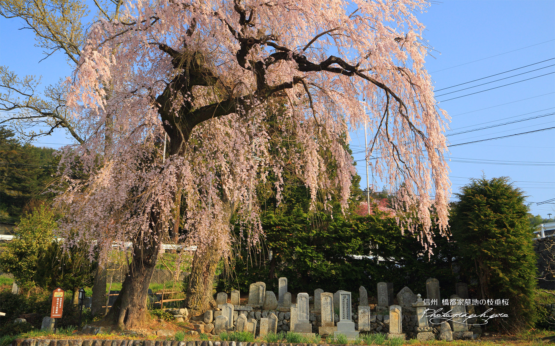 橋都家墓地の枝垂桜