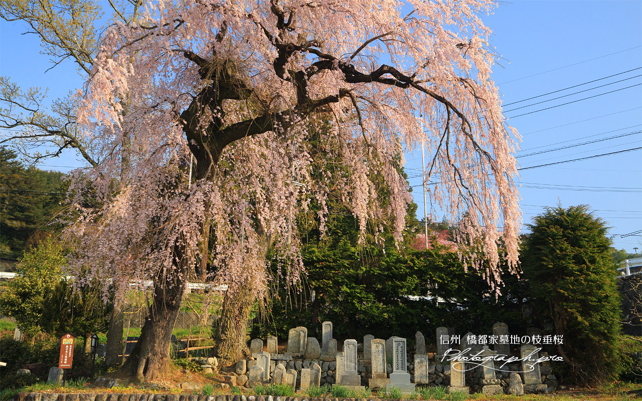 橋都家墓地の枝垂桜 壁紙