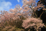 下市田学校のエドヒガン