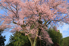 桜堂の桜