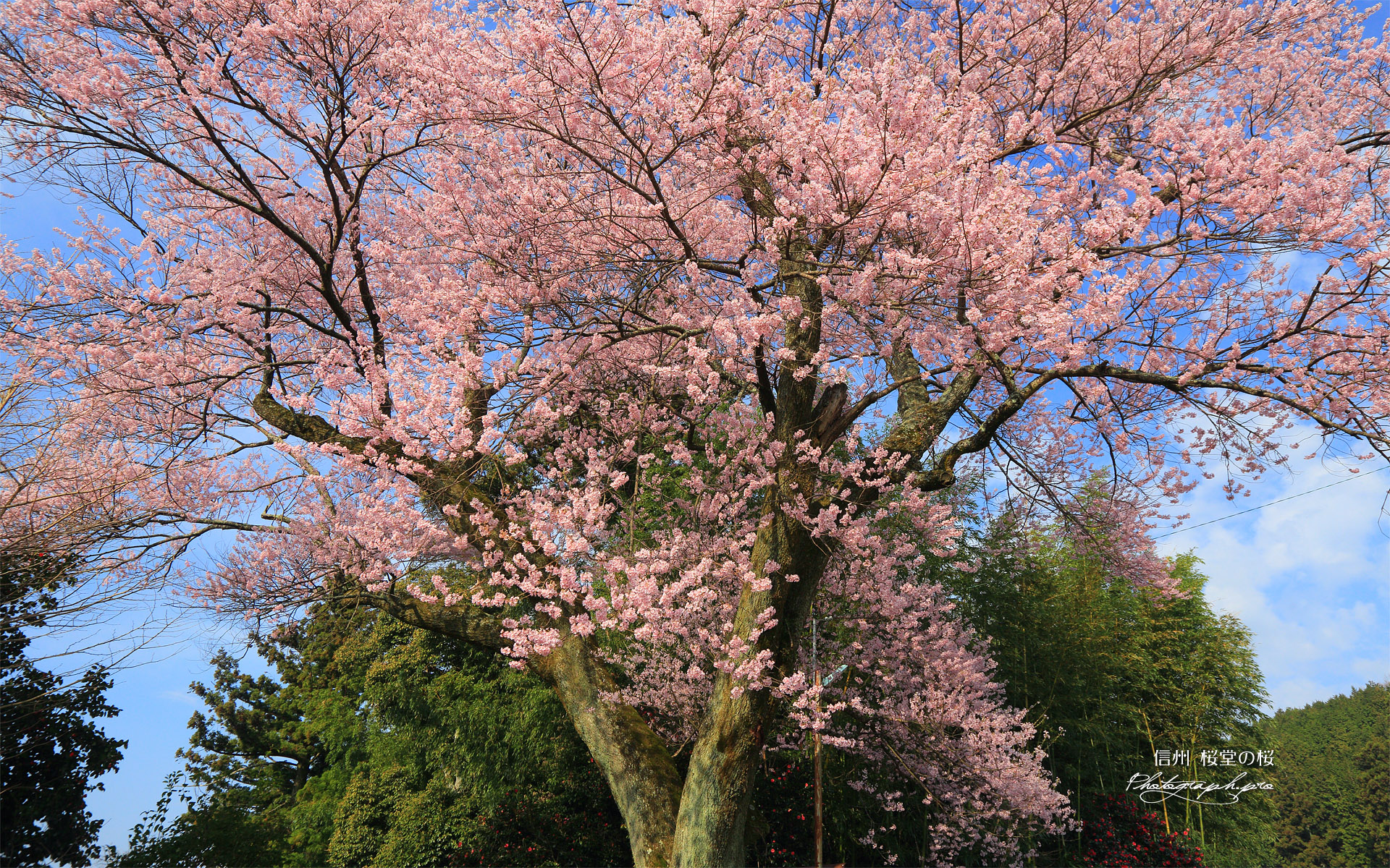 桜堂の桜