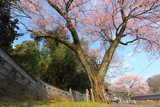 桜堂の桜