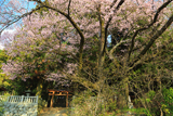 子安神社のエドヒガン
