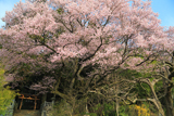 子安神社のエドヒガン