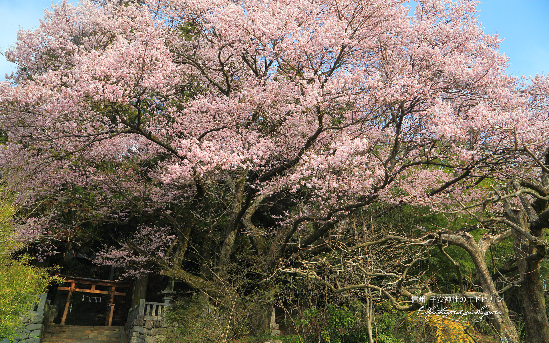 子安神社のエドヒガン