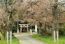 泰山神社のヤマザクラ