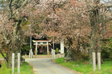 泰山神社のヤマザクラ