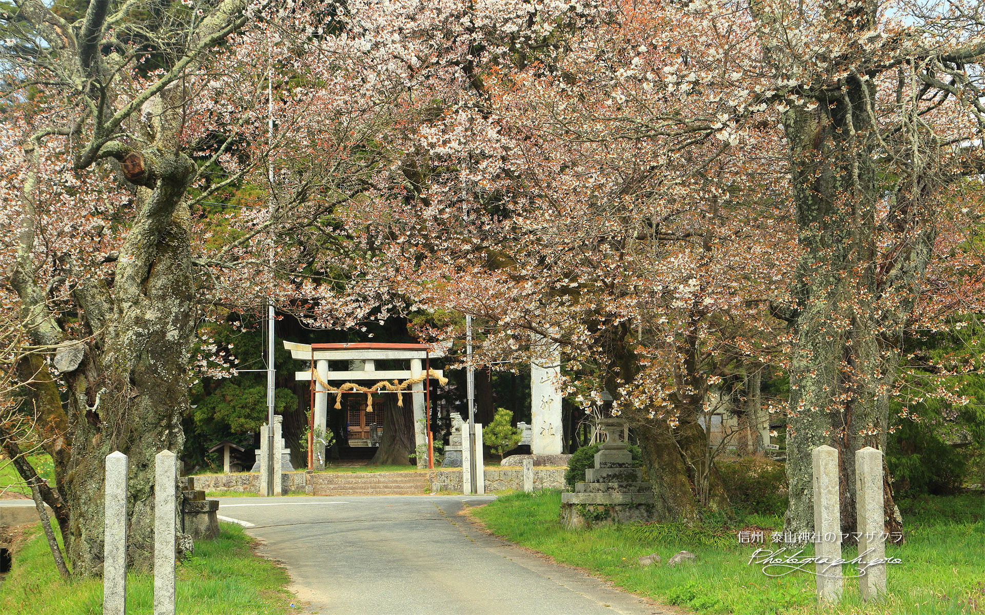 泰山神社のヤマザクラ
