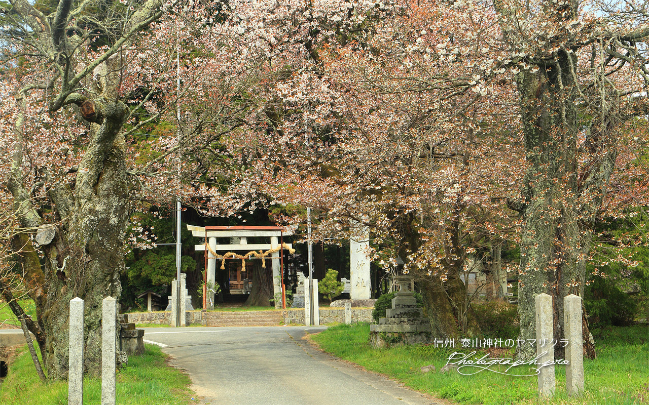 泰山神社のヤマザクラ 壁紙