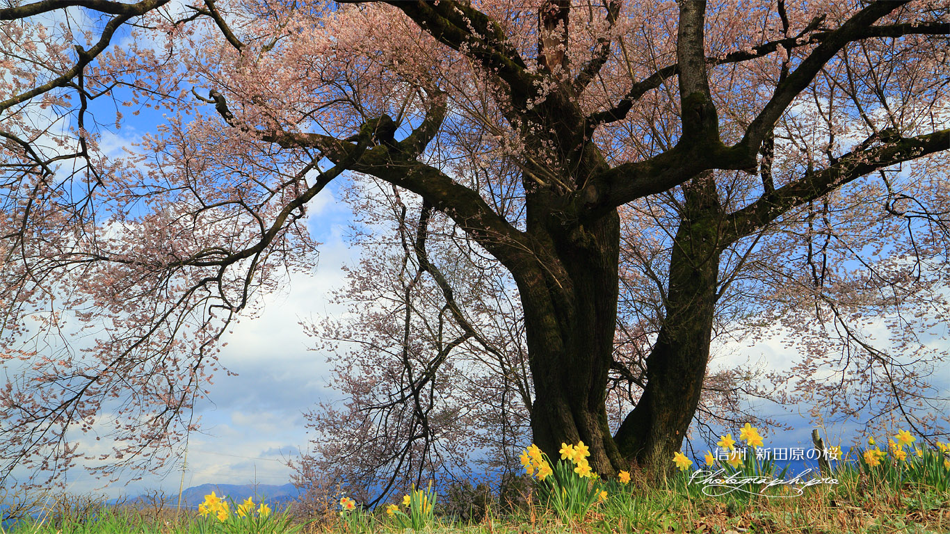 新田原の桜 壁紙