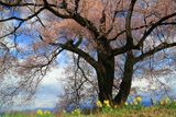 新田原の桜