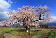 新田原の桜