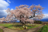 新田原の桜