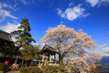 瑠璃寺の地主桜