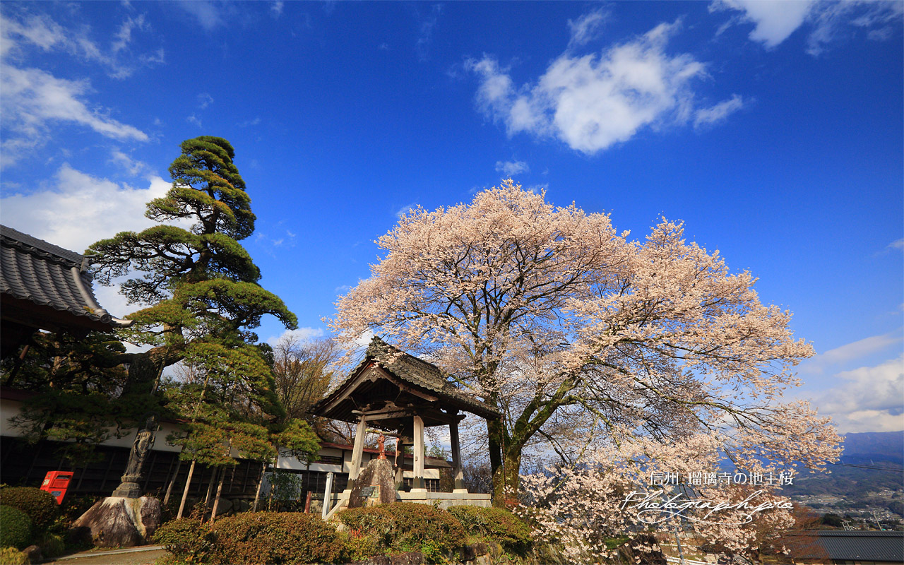 瑠璃寺の地主桜 壁紙