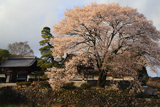 瑠璃寺の地主桜