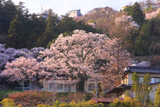 下市田学校のエドヒガン群
