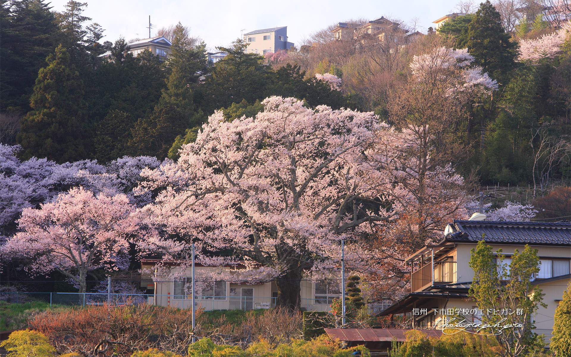 下市田学校のエドヒガン群