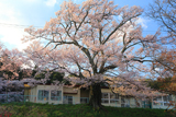 下市田学校のエドヒガン