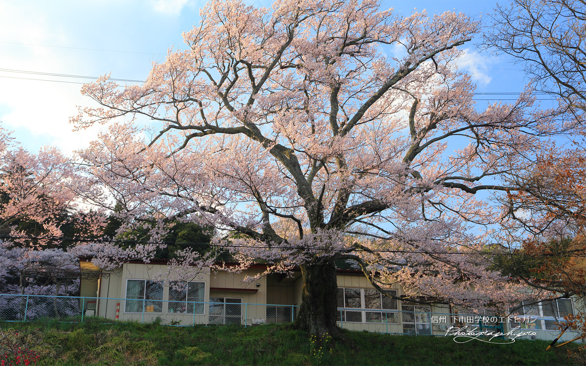 下市田学校のエドヒガン