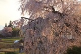 橋都家墓地の枝垂桜