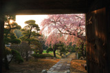 伊那三女ゆかりの桜
