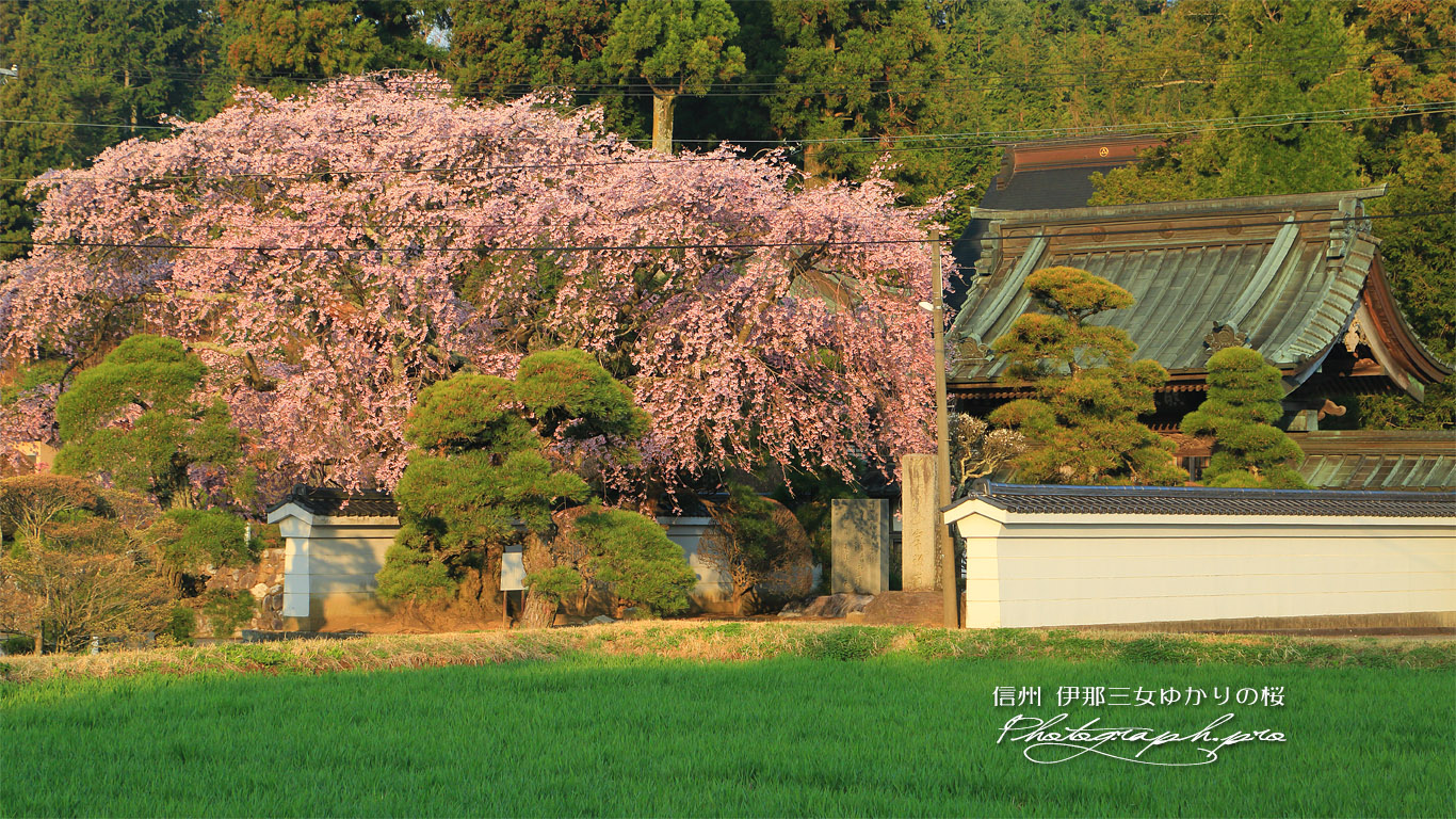 伊那三女ゆかりの桜 壁紙