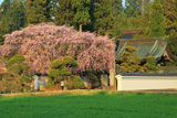伊那三女ゆかりの桜