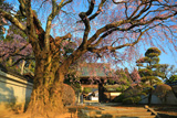 伊那三女ゆかりの桜