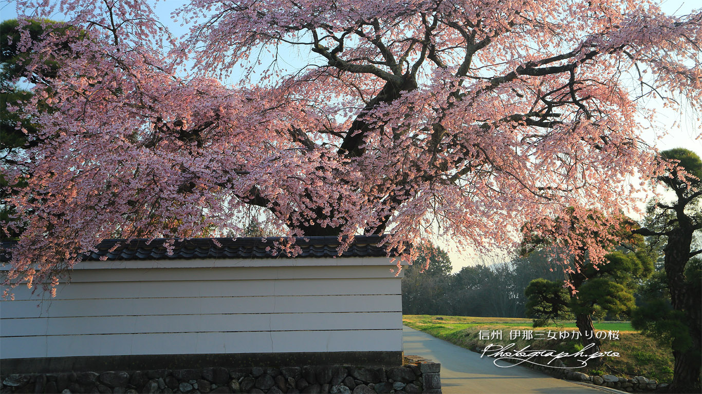 伊那三女ゆかりの桜 壁紙