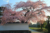 伊那三女ゆかりの桜