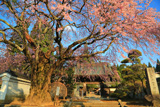 伊那三女ゆかりの桜