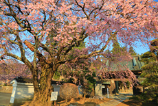 伊那三女ゆかりの桜