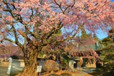 伊那三女ゆかりの桜