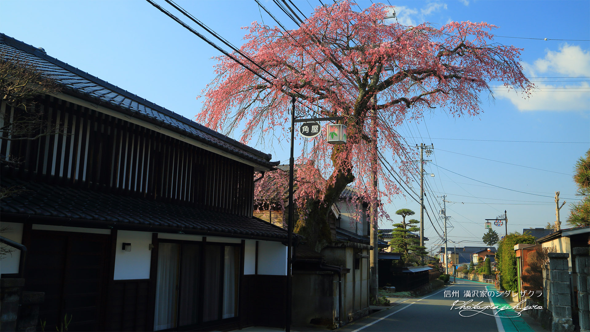 満沢家のシダレザクラ
