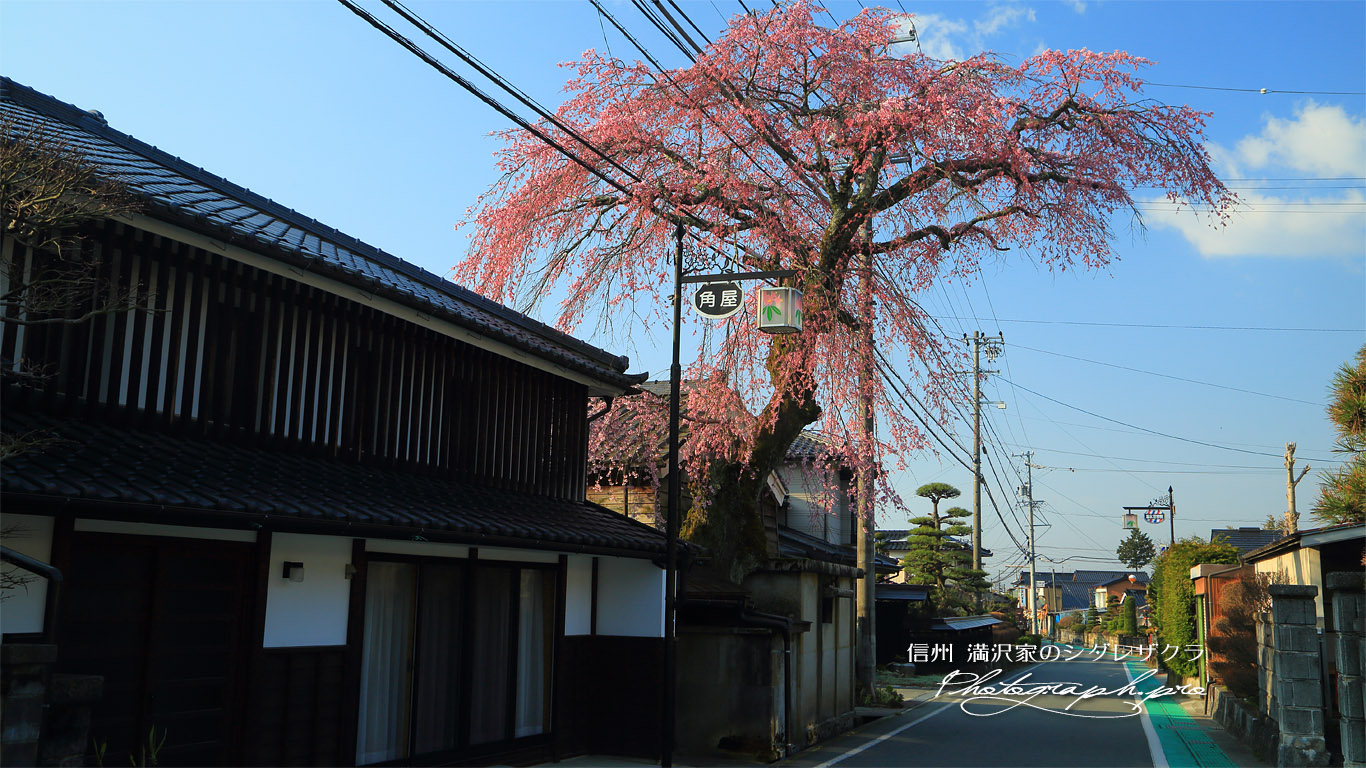 満沢家のシダレザクラ 壁紙