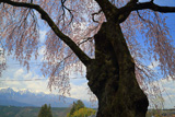 下平のしだれ桜