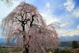 下平のしだれ桜