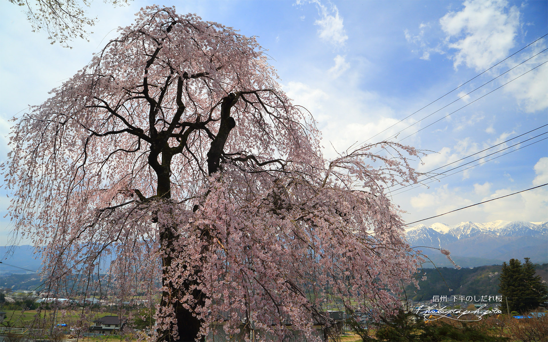 下平のしだれ桜