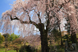 下平のしだれ桜