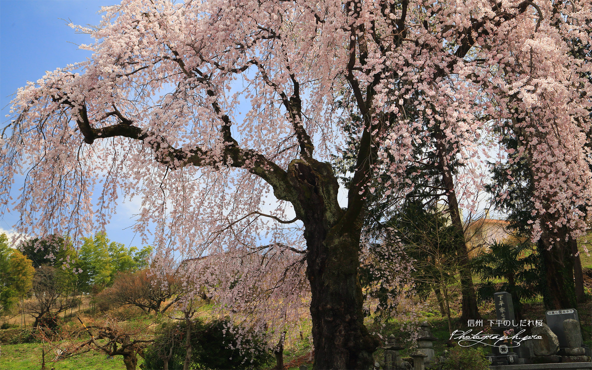 下平のしだれ桜