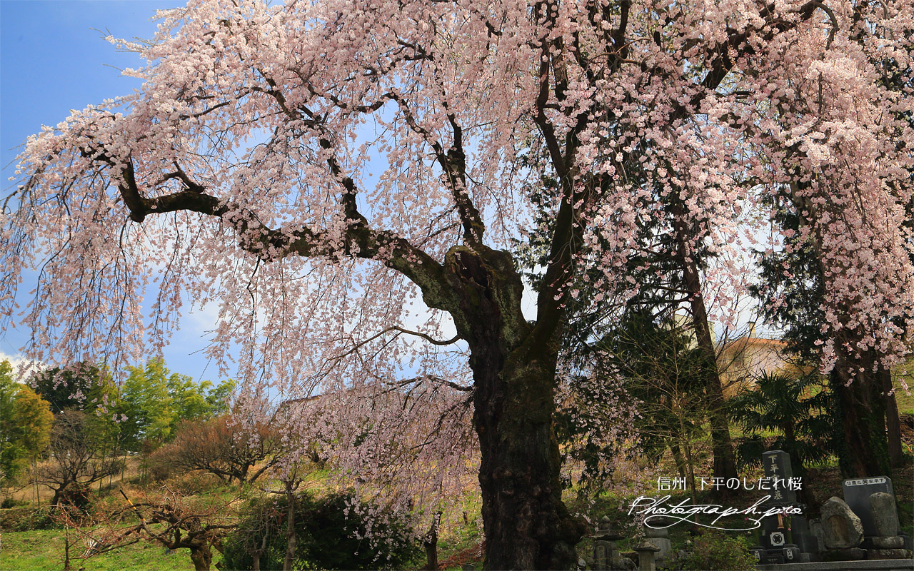 下平のしだれ桜 壁紙