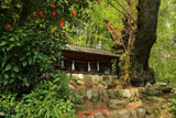 中田島の桜