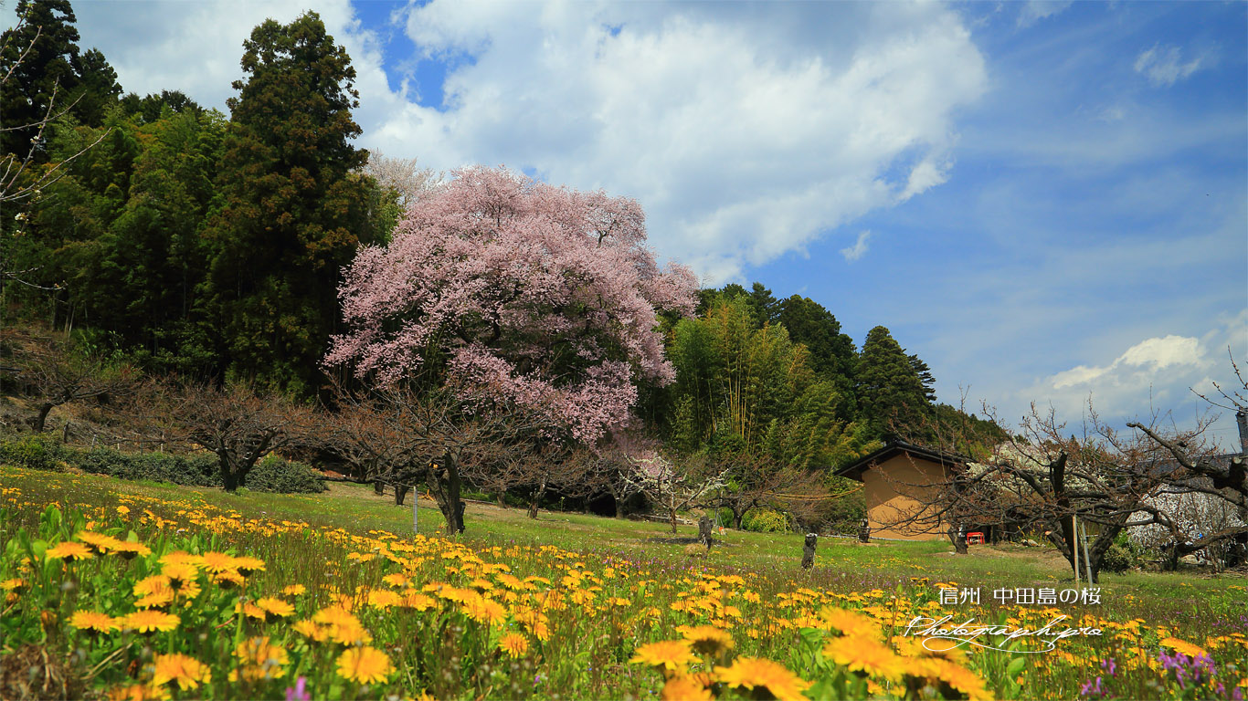 中田島の桜 壁紙