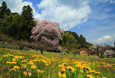 中田島の桜