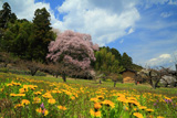 中田島の桜