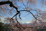 中田島の桜