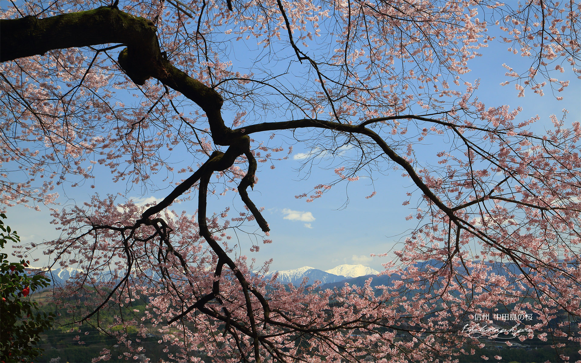 中田島の桜