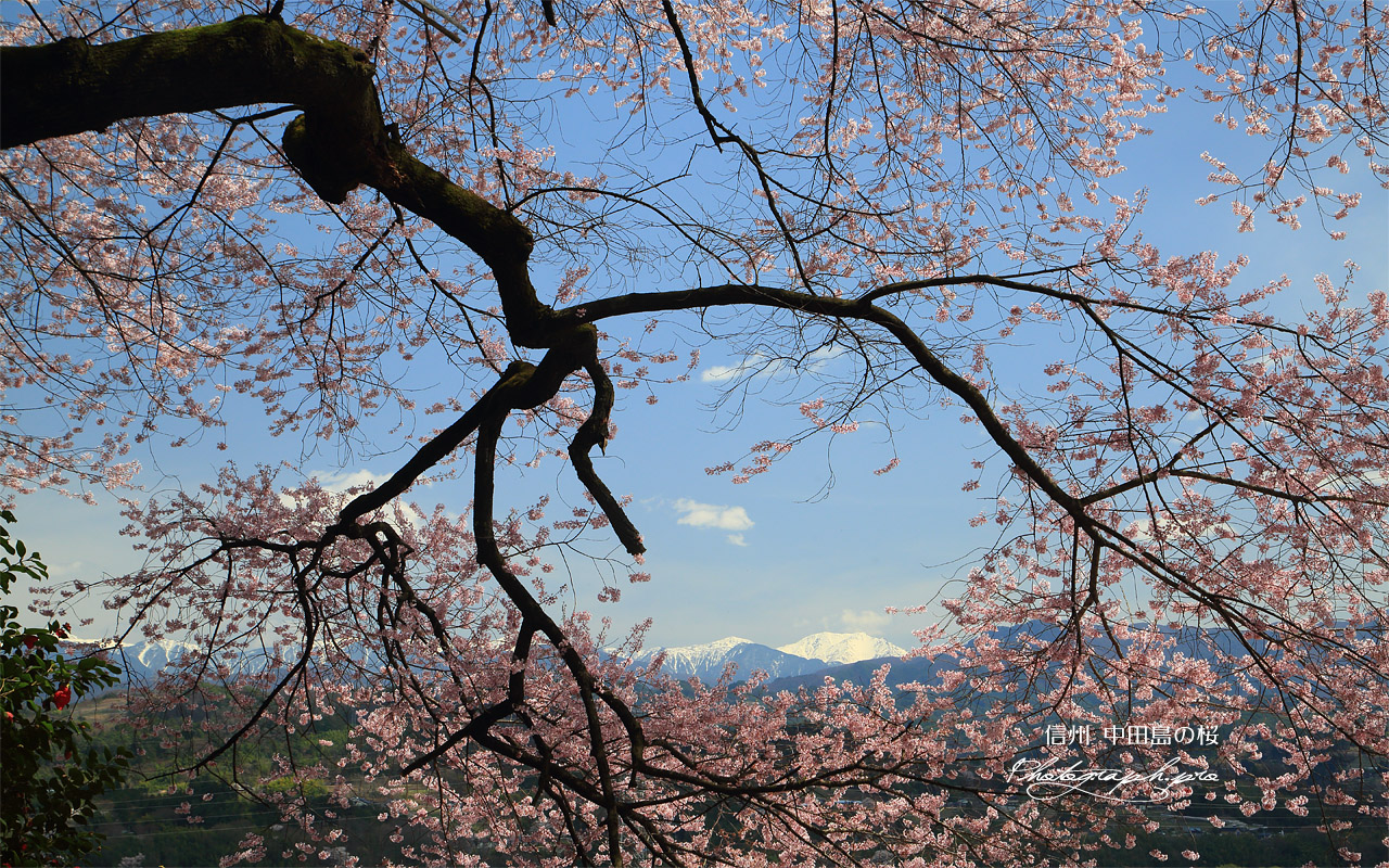 中田島の桜 壁紙